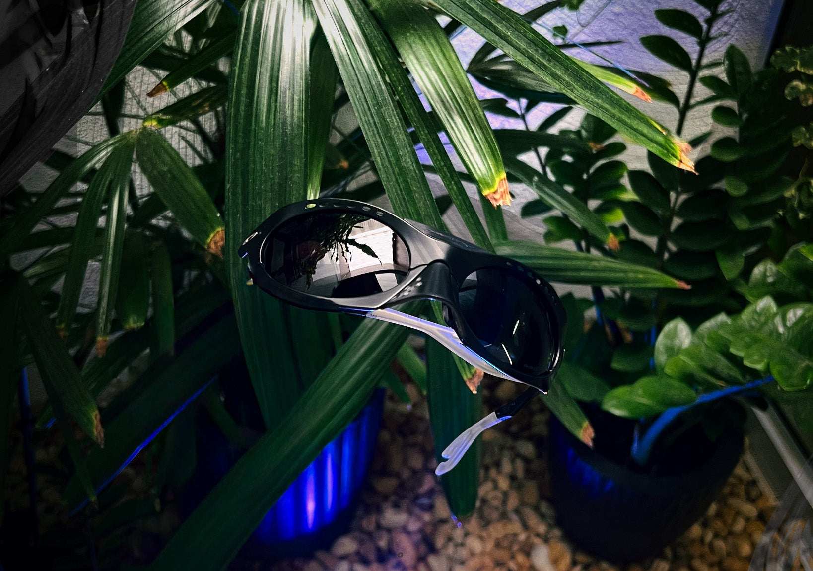 Oakley, Lupas, Juliet, Radar